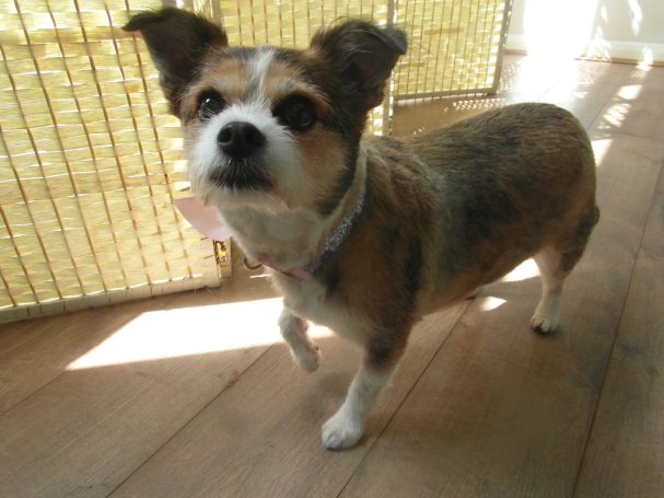 Terrier groom Bath and dry for a terrier