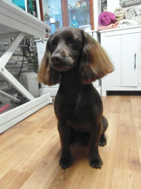 Working Cocker Spaniel Spaniel finished grooming