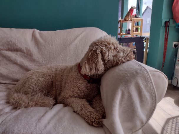 Labradoodle on sofa Labradoodle