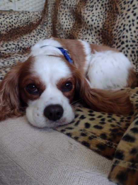 Relaxed spaniel King Charles Spaniel