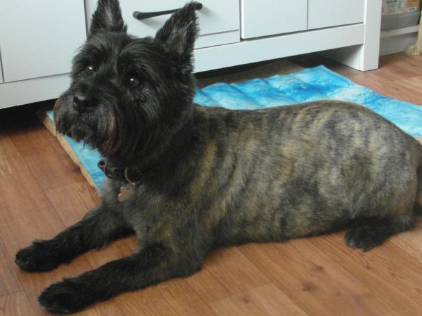 Cairn Terrier lying down Cairn Terrier