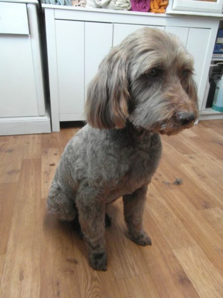 Groomed Labradoodle dog Australian labradoodle