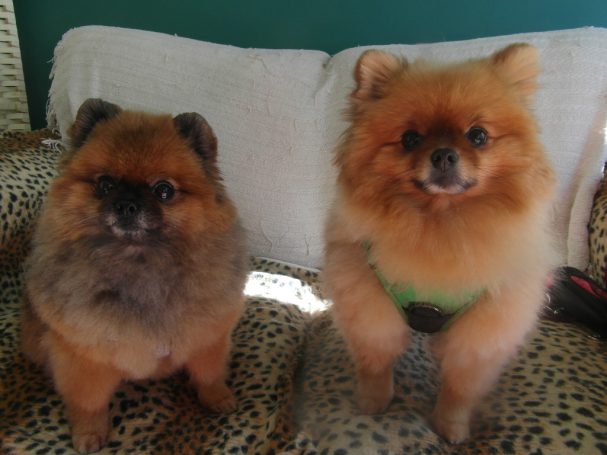 Pomeranian grooming Pomeranian dogs